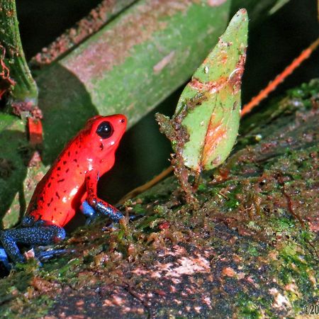 فندق La Selva Biological Station Sarapiquí المظهر الخارجي الصورة