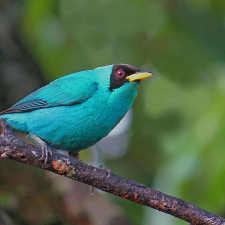 فندق La Selva Biological Station Sarapiquí المظهر الخارجي الصورة