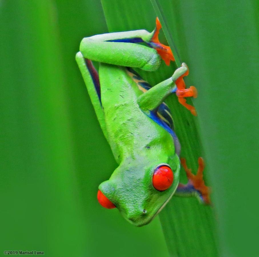 فندق La Selva Biological Station Sarapiquí المظهر الخارجي الصورة
