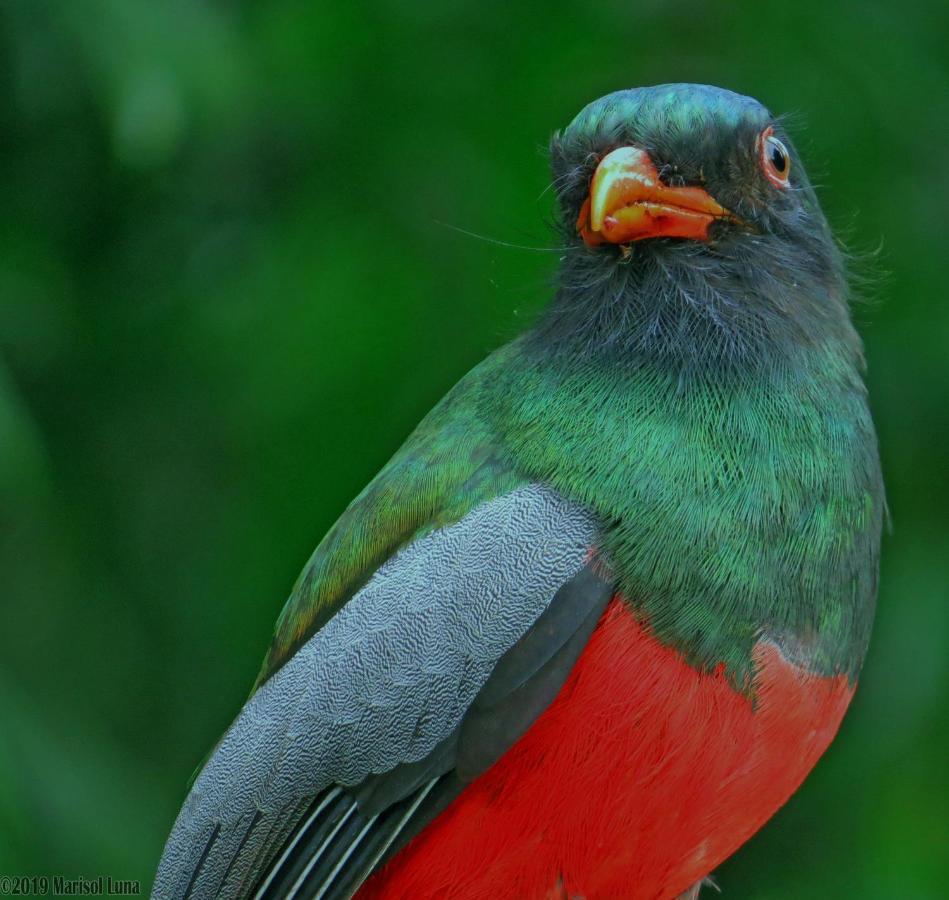 فندق La Selva Biological Station Sarapiquí المظهر الخارجي الصورة