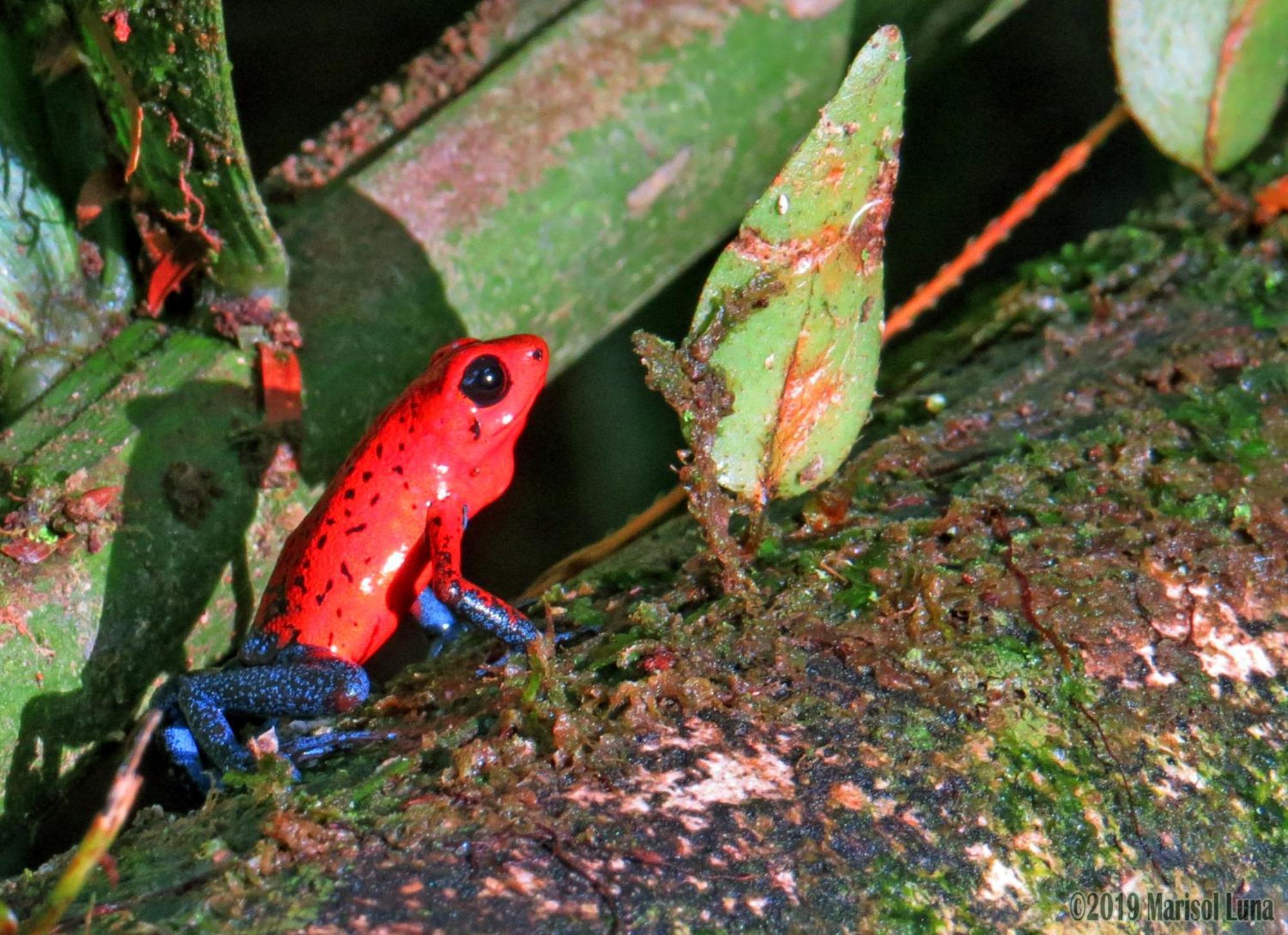 فندق La Selva Biological Station Sarapiquí المظهر الخارجي الصورة