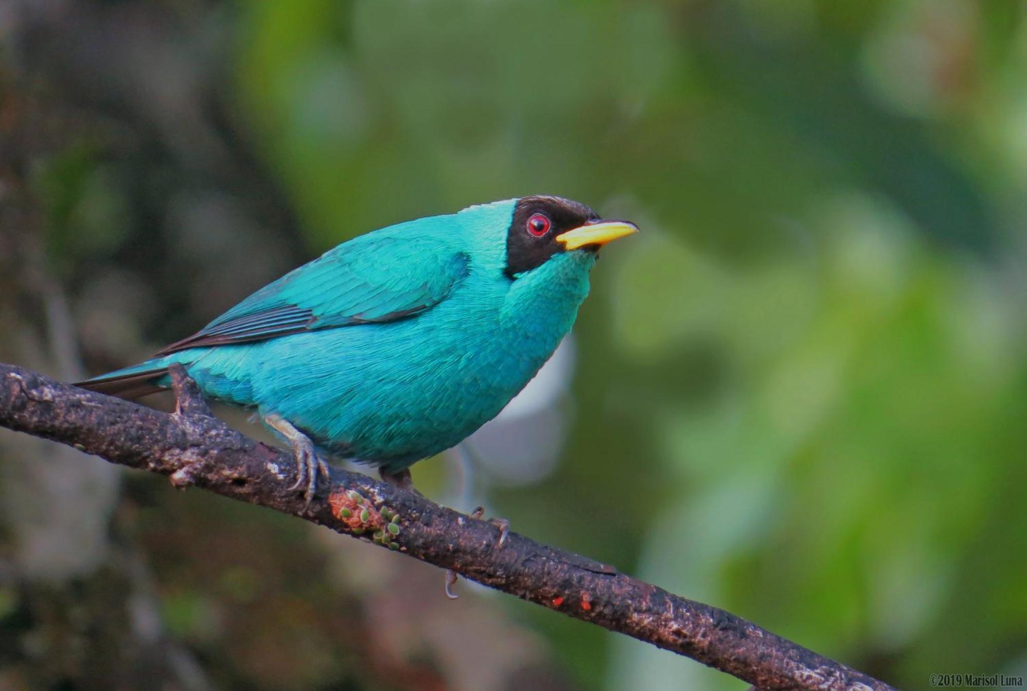 فندق La Selva Biological Station Sarapiquí المظهر الخارجي الصورة