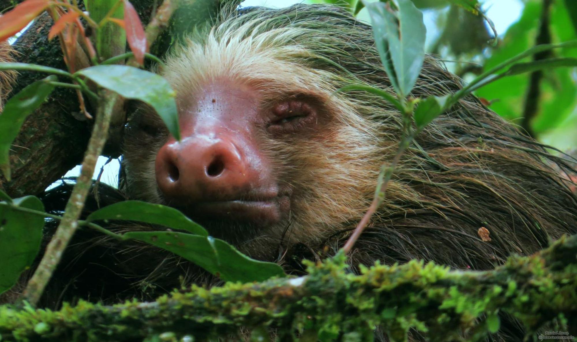 فندق La Selva Biological Station Sarapiquí المظهر الخارجي الصورة