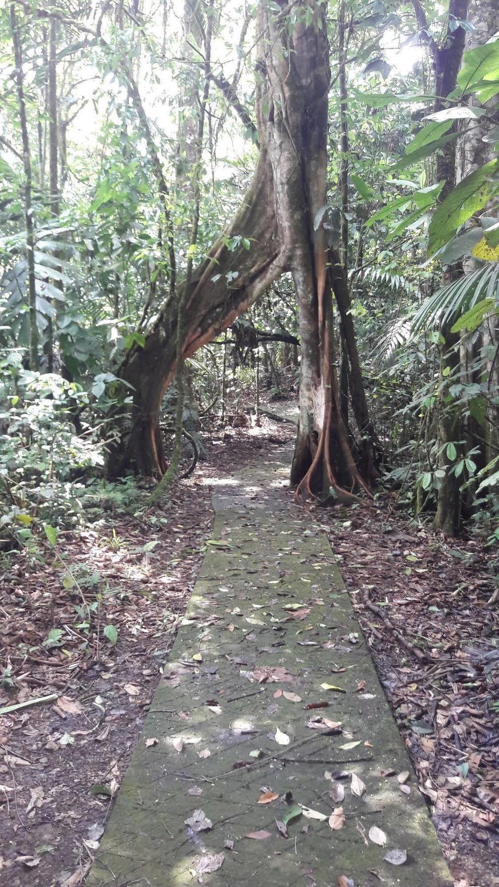 فندق La Selva Biological Station Sarapiquí المظهر الخارجي الصورة