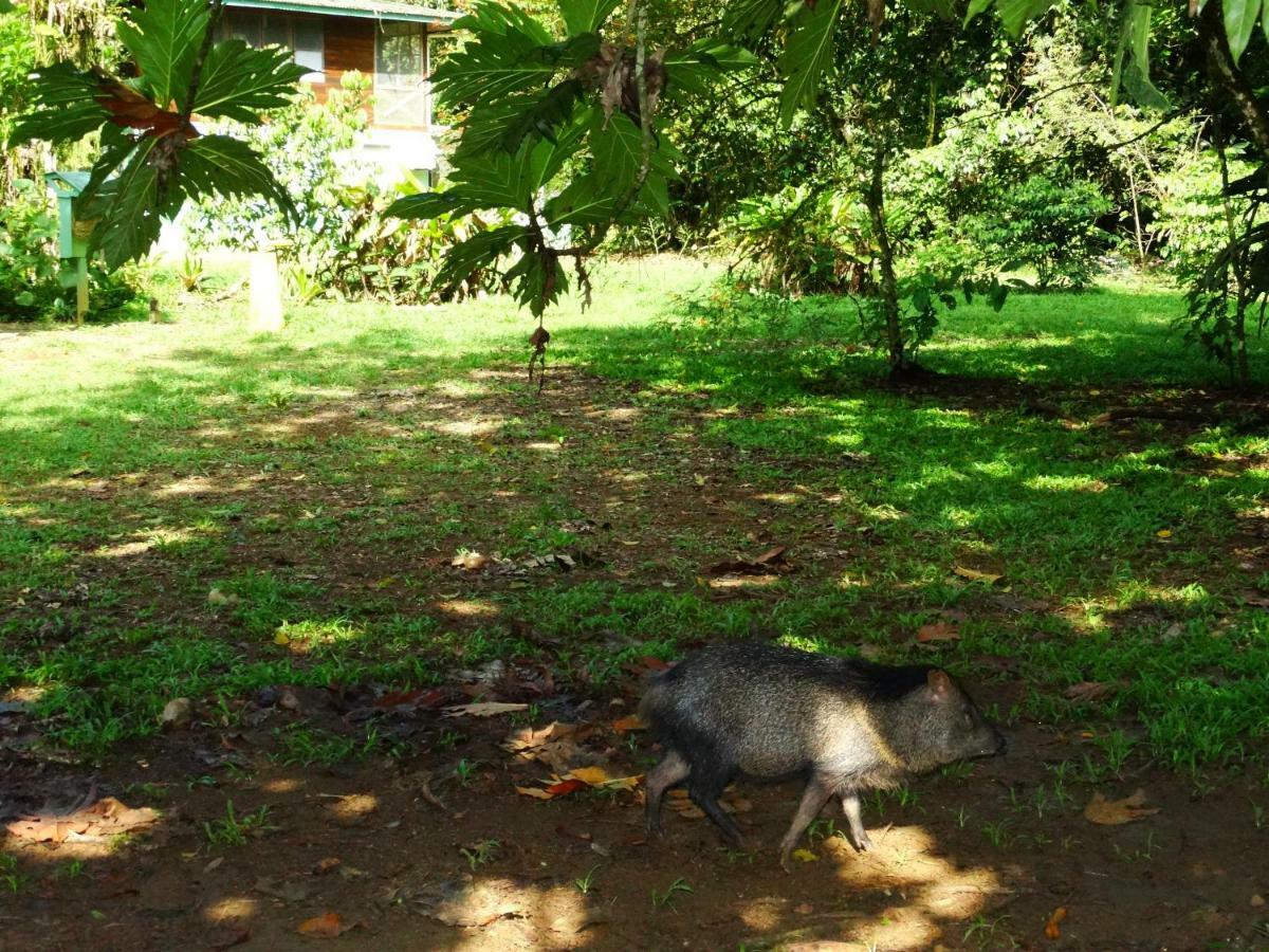 فندق La Selva Biological Station Sarapiquí المظهر الخارجي الصورة